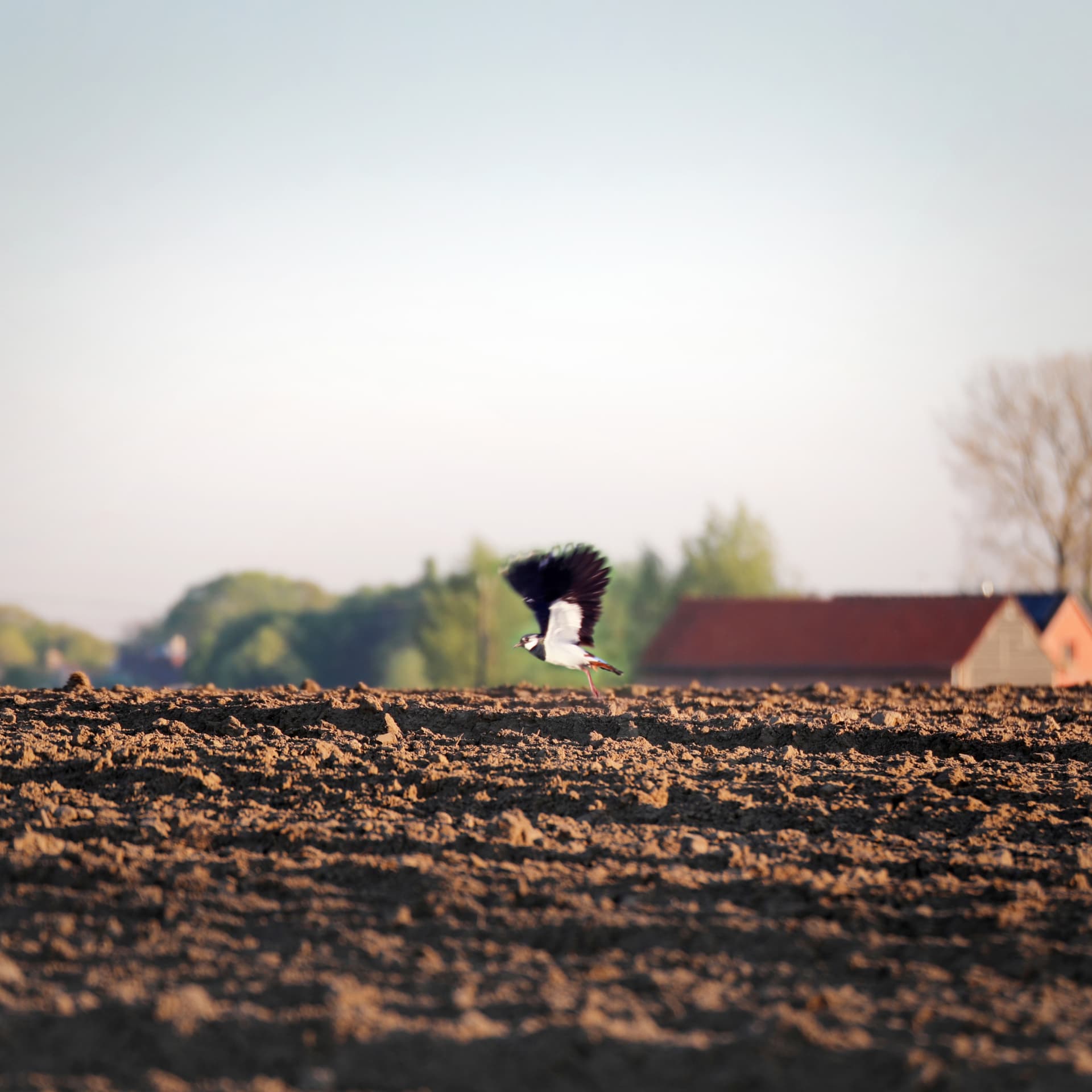 Een kievit die opstijgt boven een vers geploegde akker in het warme ochtendlicht