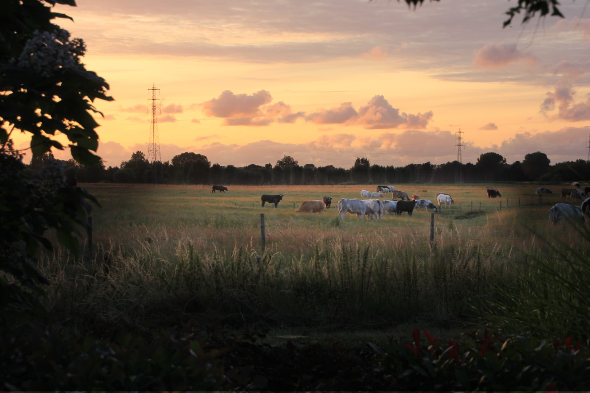 Koeien in de weide aan De Spaerlaer, in het warme licht van de zonsondergang