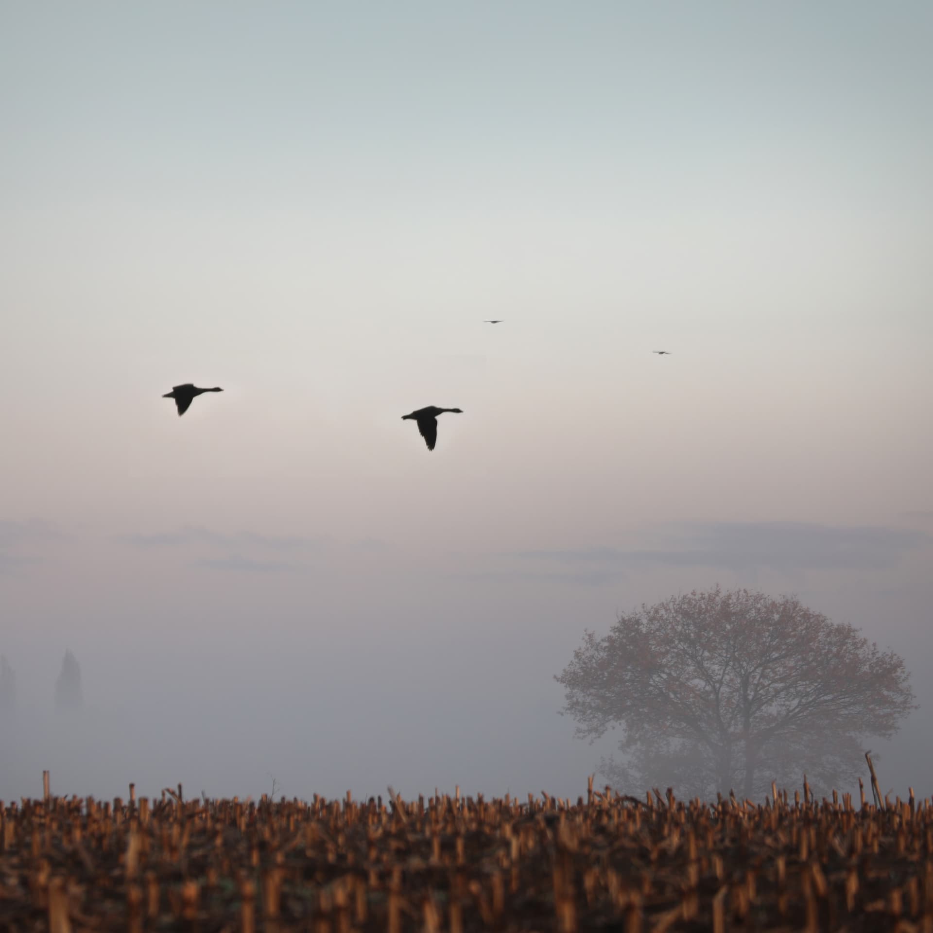 Gansen die laag boven een stoppelveld vliegen in de avondschemer