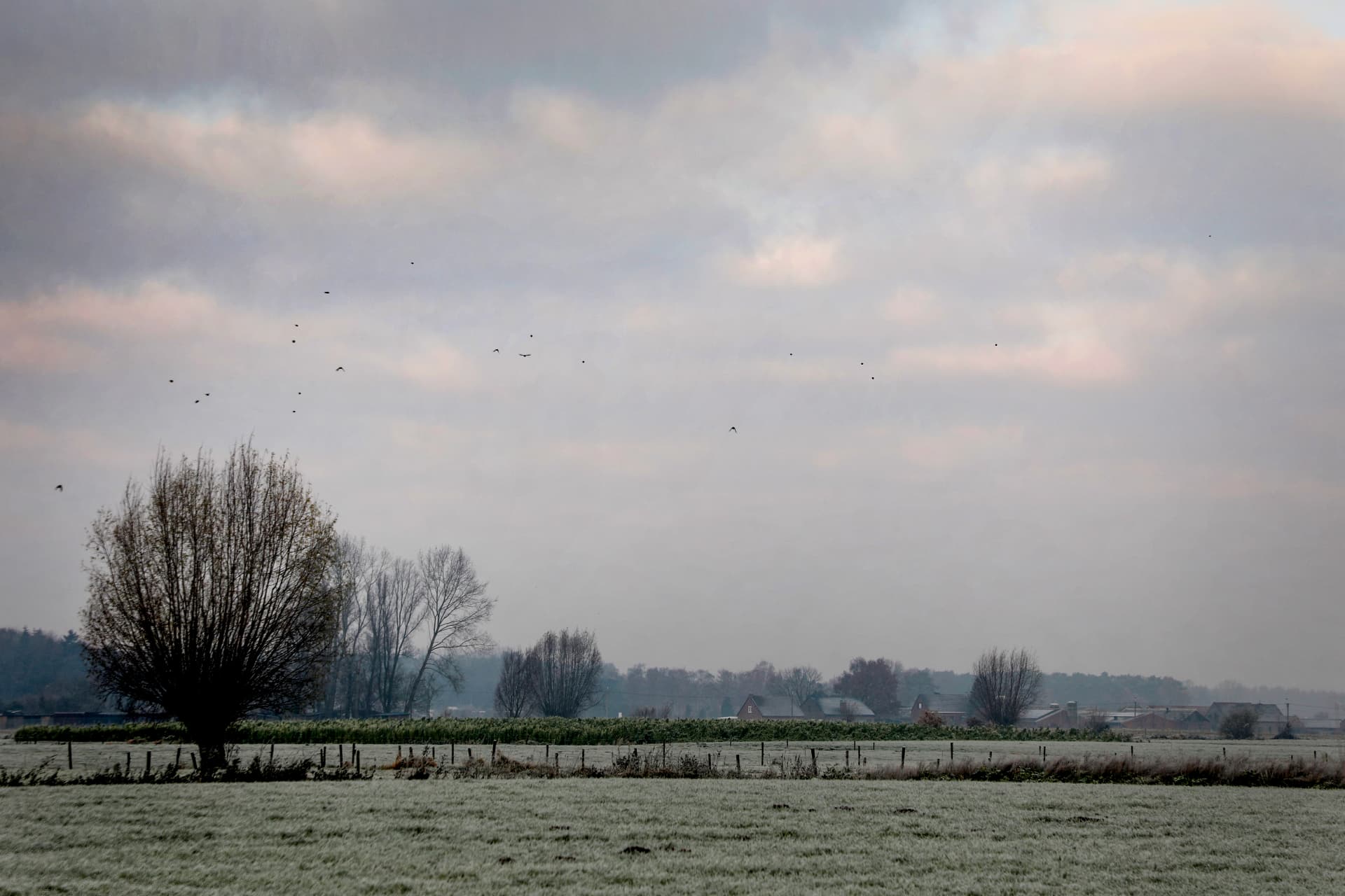 Rijp op de velden van De Spaerlaer, vroeg in de ochtend
