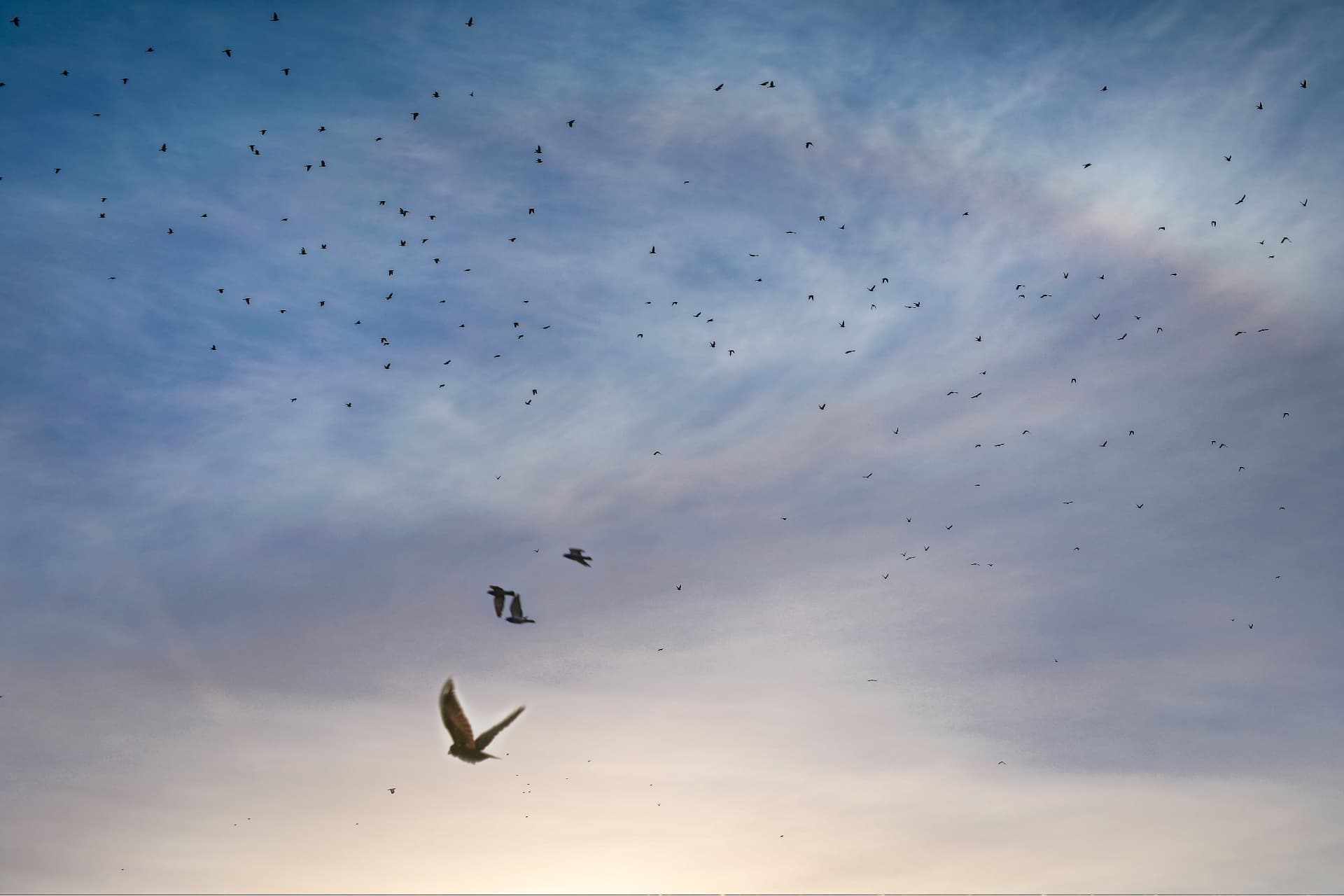 Vogels die in losse zwermen over het landschap trekken