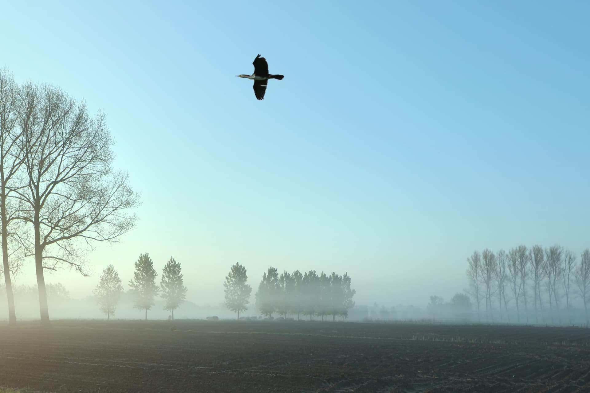 Een aalscholver boven een verse akker in de vroege ochtend
