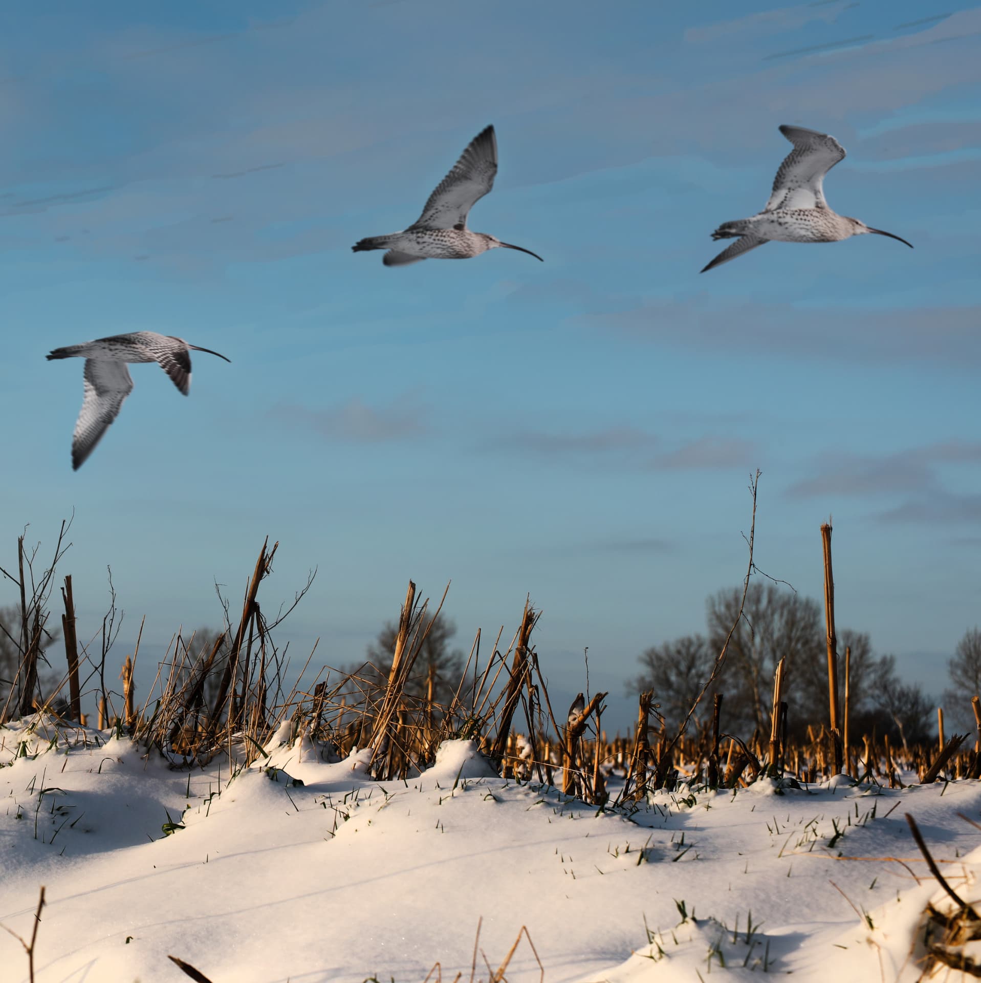 Drie wulpen die boven een besneeuwd veld met stoppels vliegen, in winterlicht
