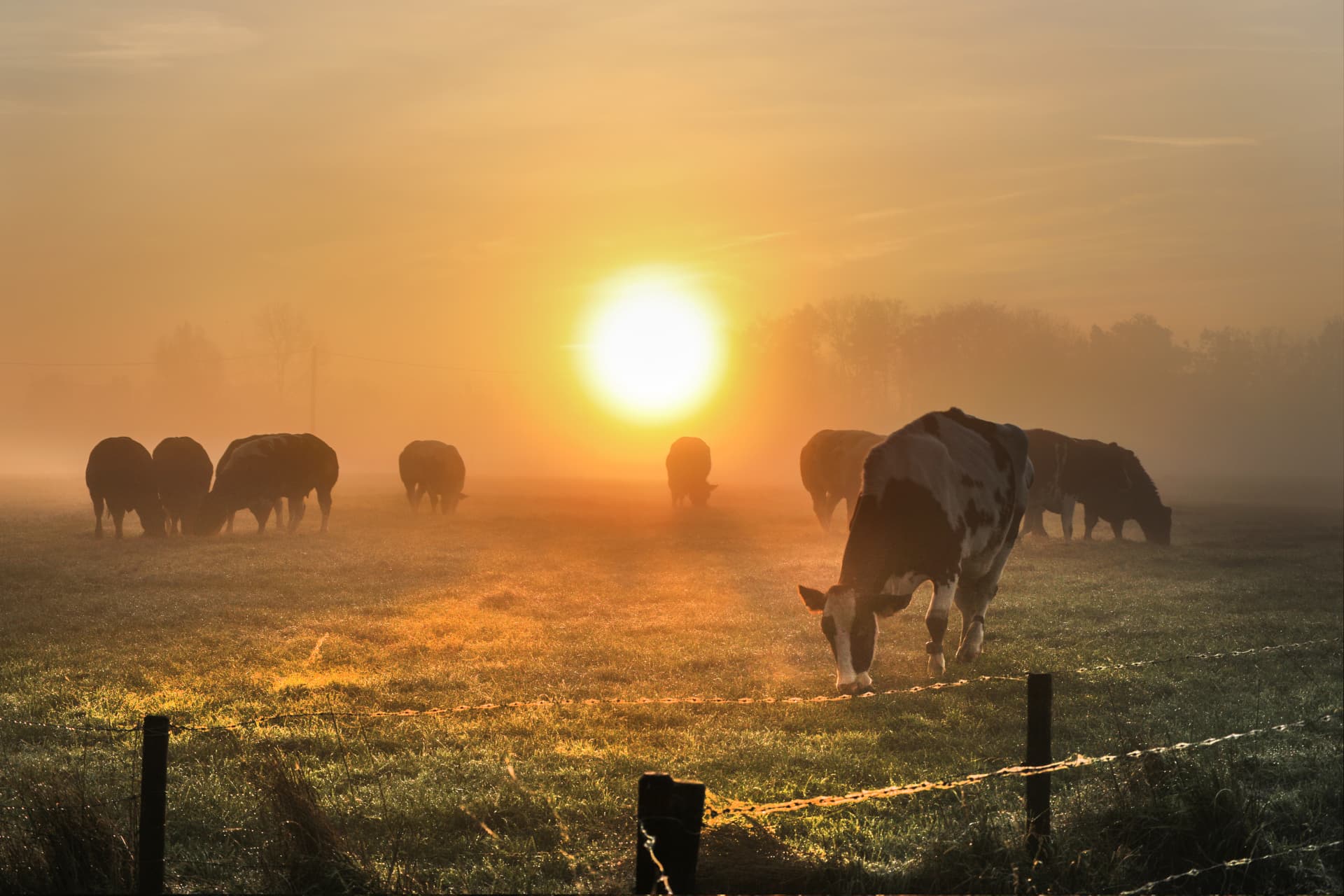 Koeien in de wei bij de opkomende zon, in gouden ochtendnevel