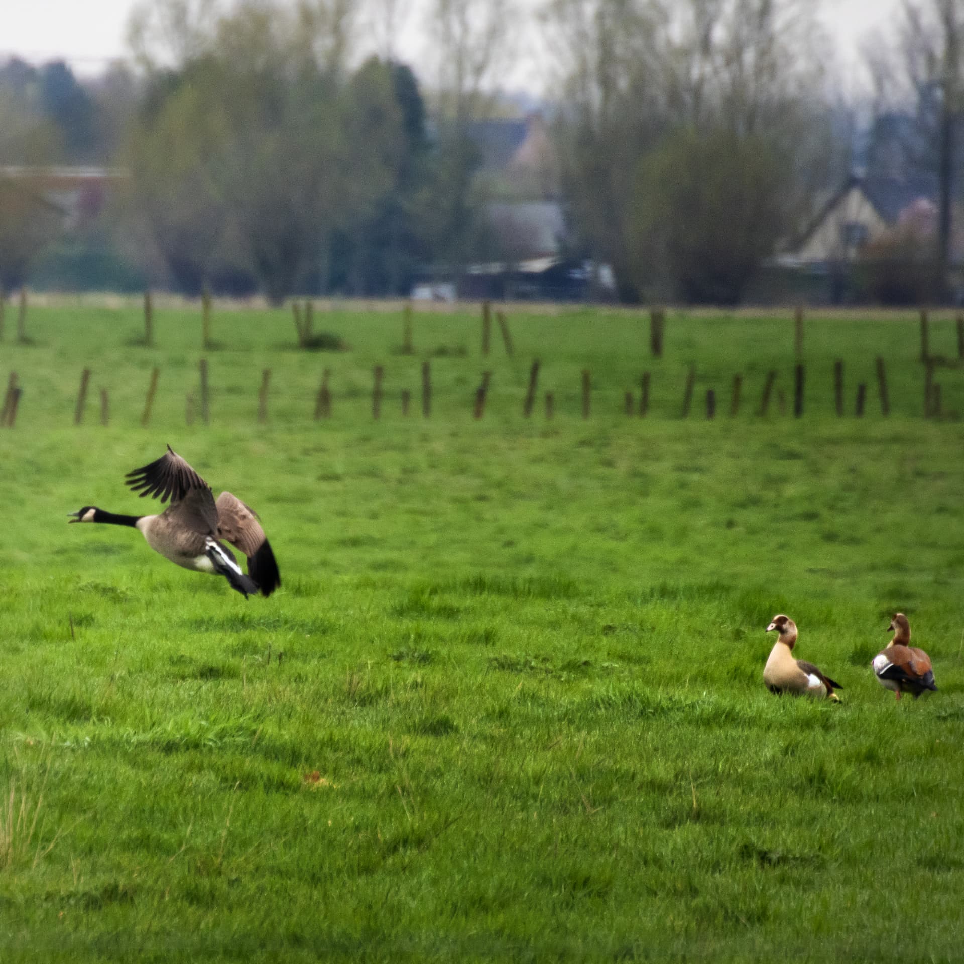 Een Canadese gans die landt op de groene weide, tussen nijlganzen