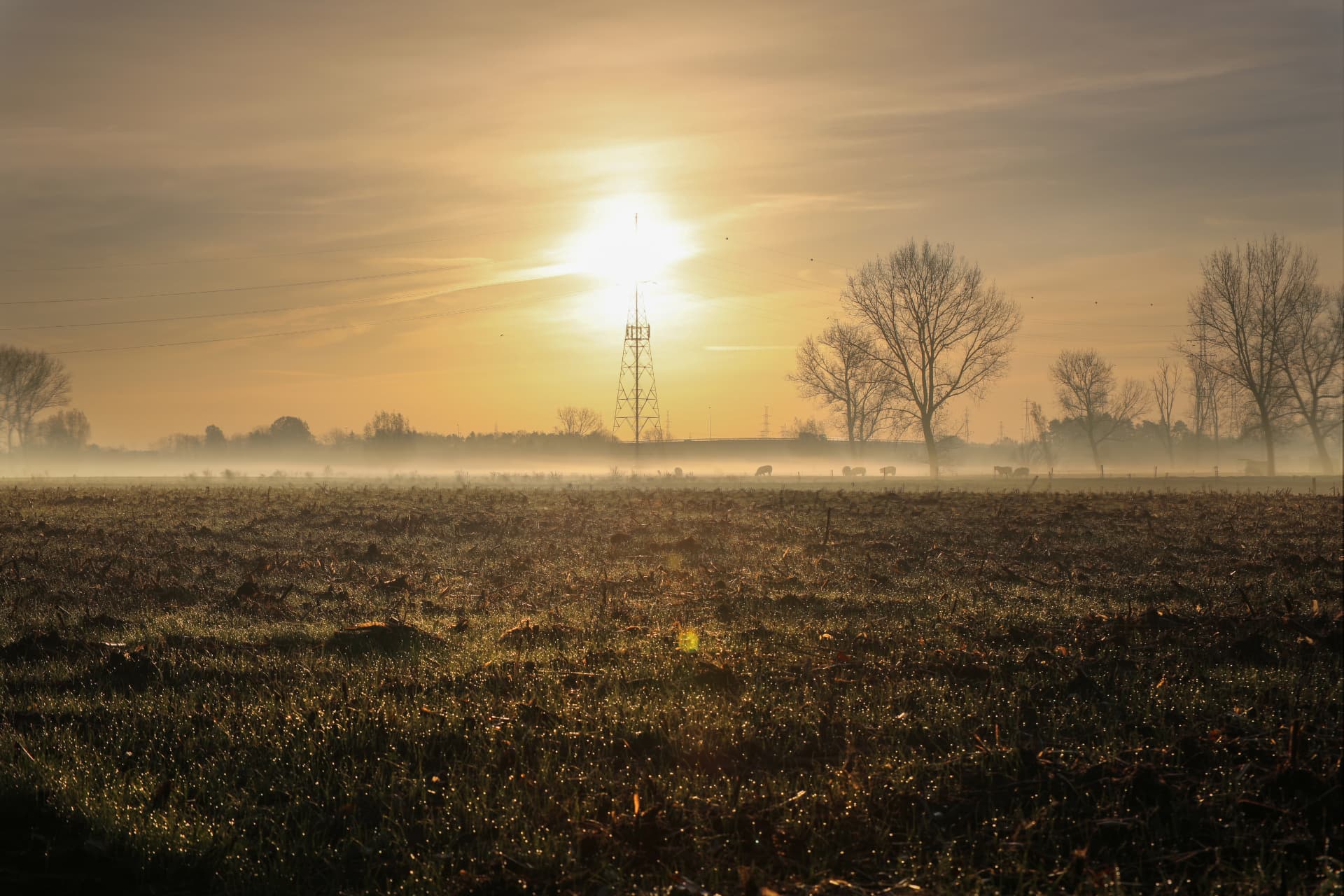 Mist over de akkers van De Spaerlaer bij zonsopgang