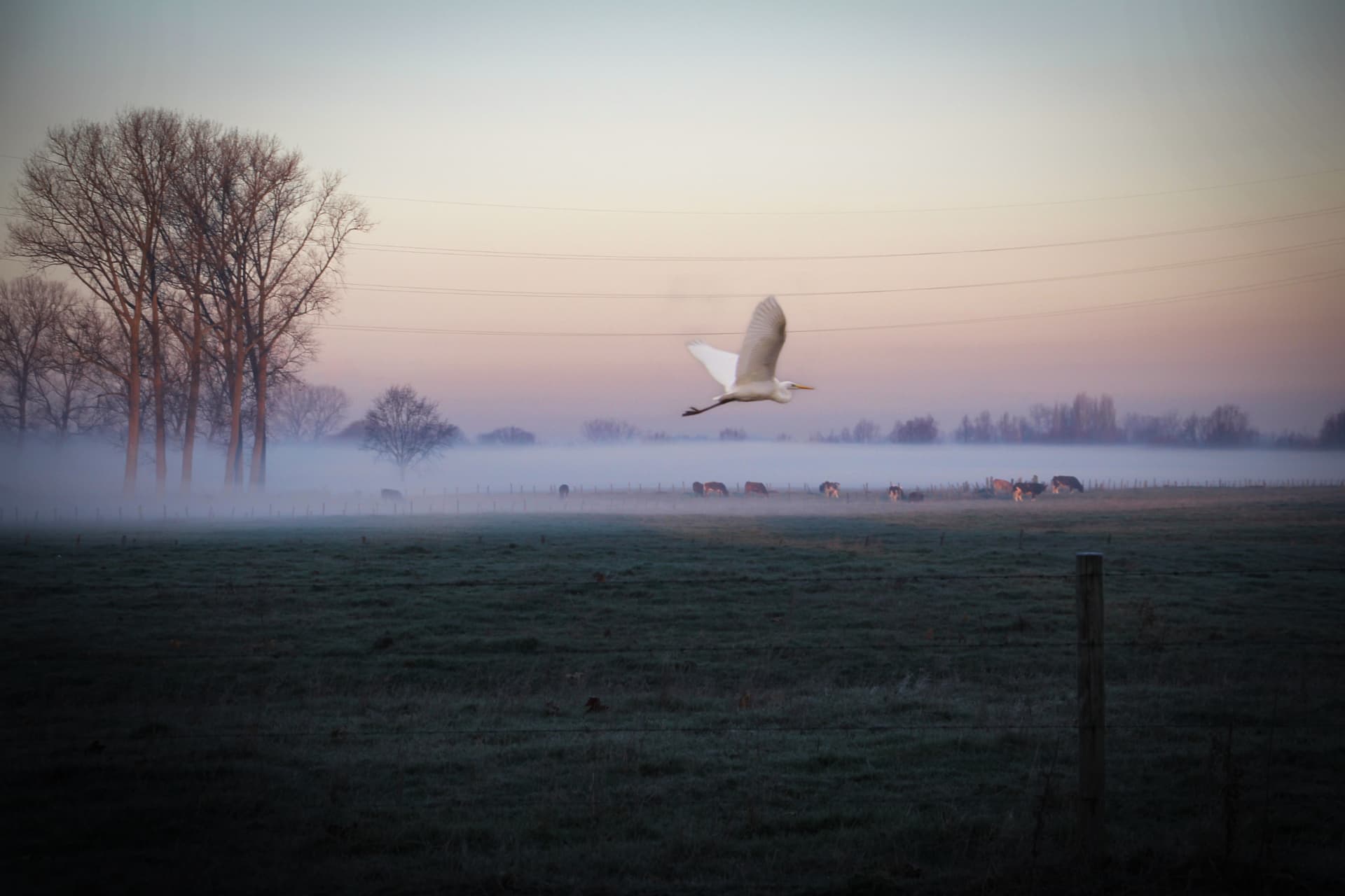 Een reiger vliegt over een nevelig veld bij zonsopgang
