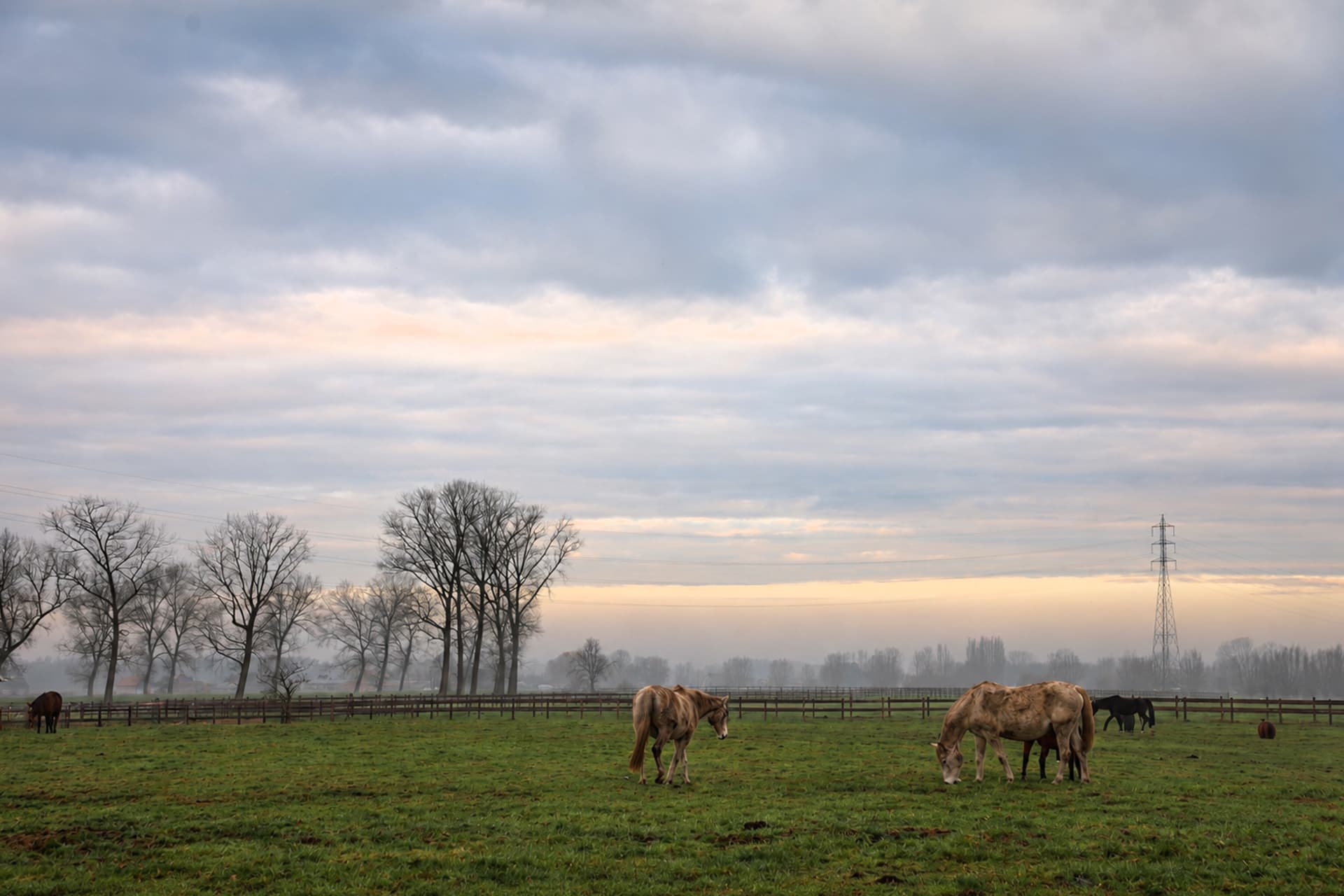 Paarden grazen in de weide onder een bewolkte avondlucht