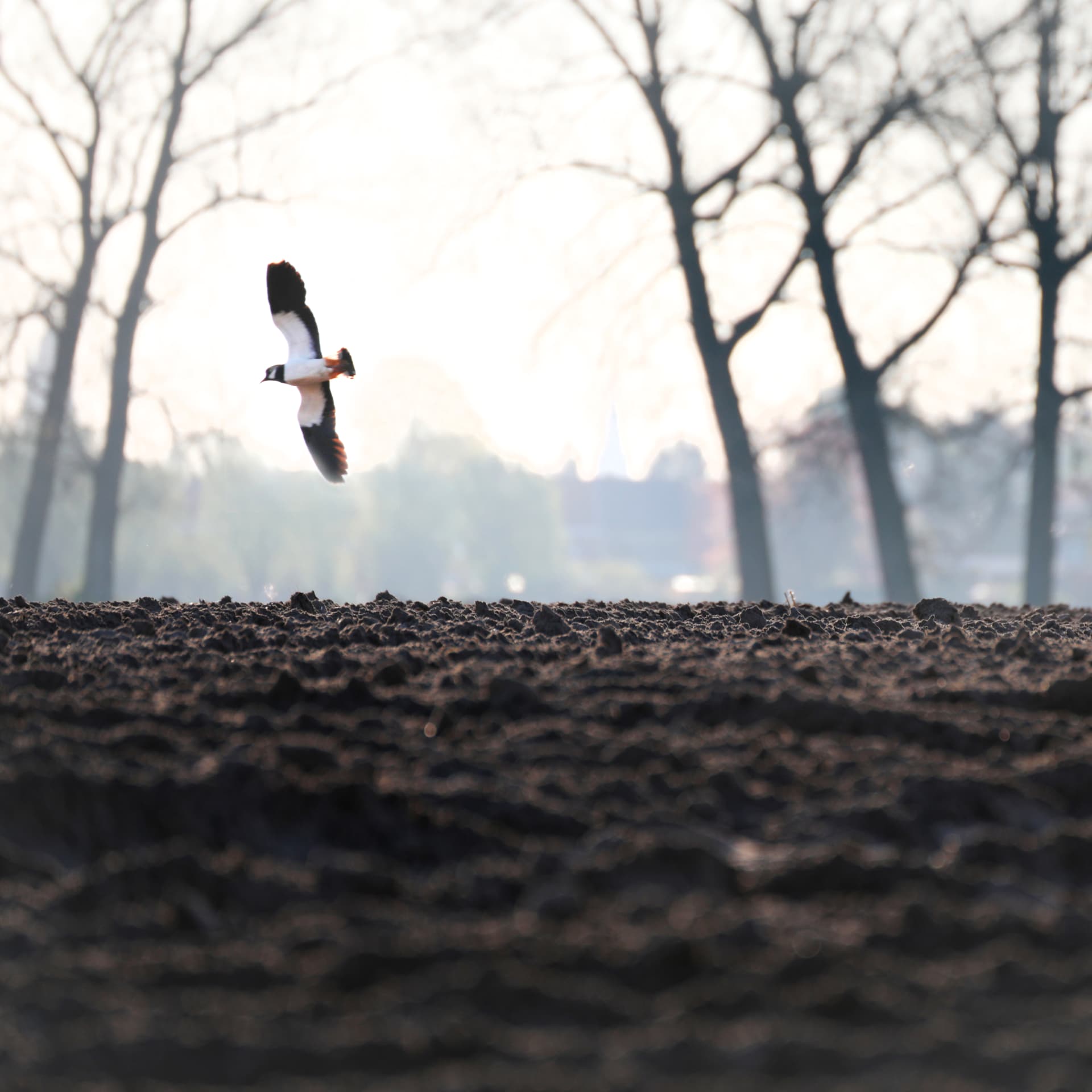 Een kievit boven een kale akker, met kale bomen en de verte op de achtergrond