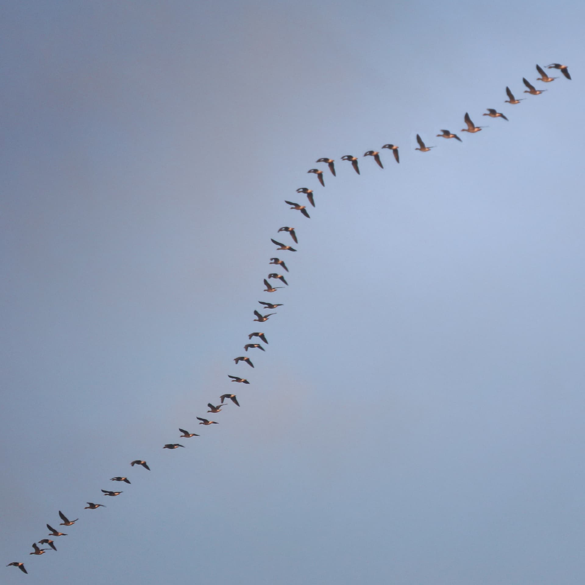 Een lange sliert trekvogels in formatie boven de blauwe ochtendlucht