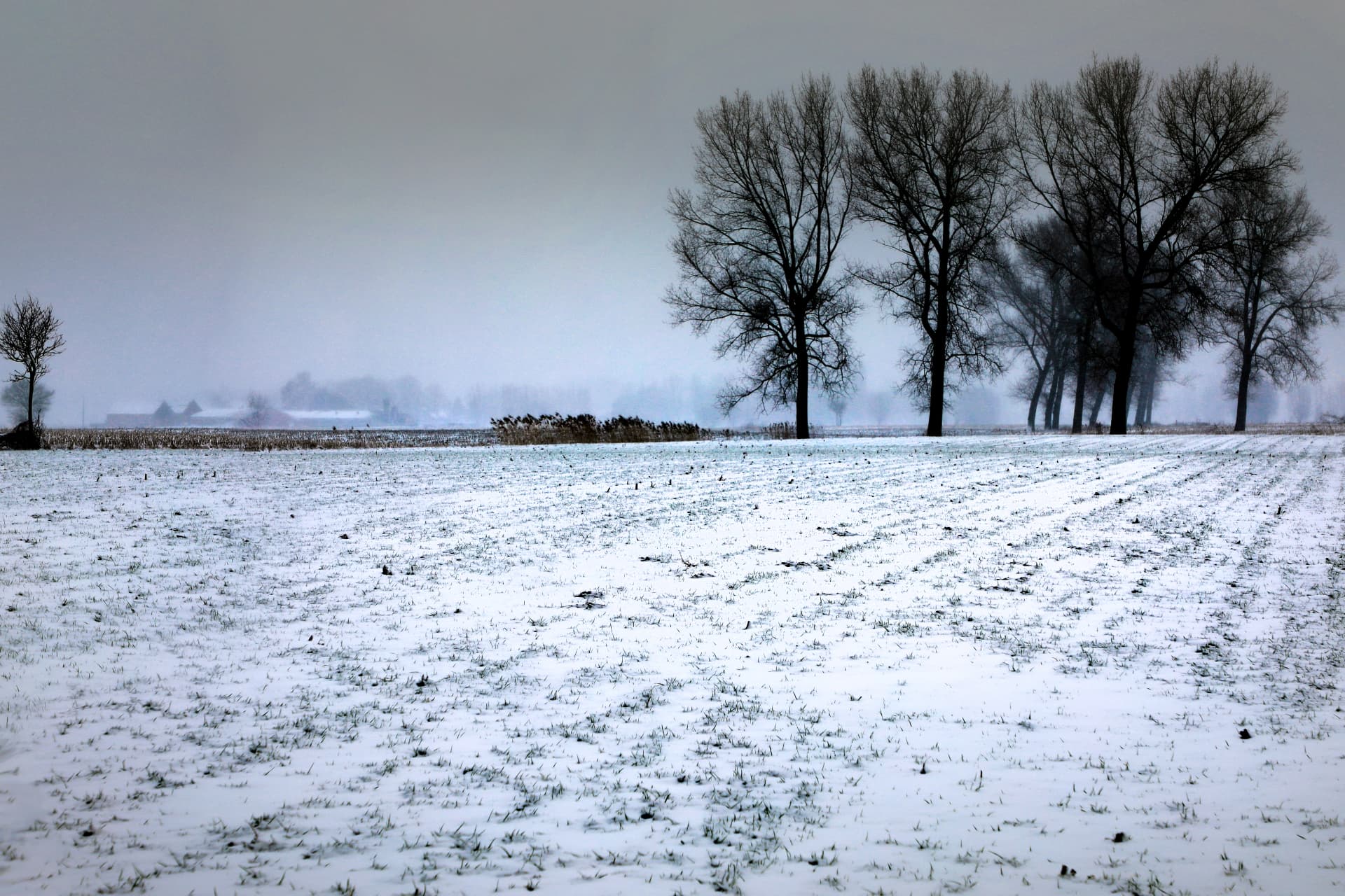 Een versneeuwd open veld in De Spaerlaer op een winterse dag