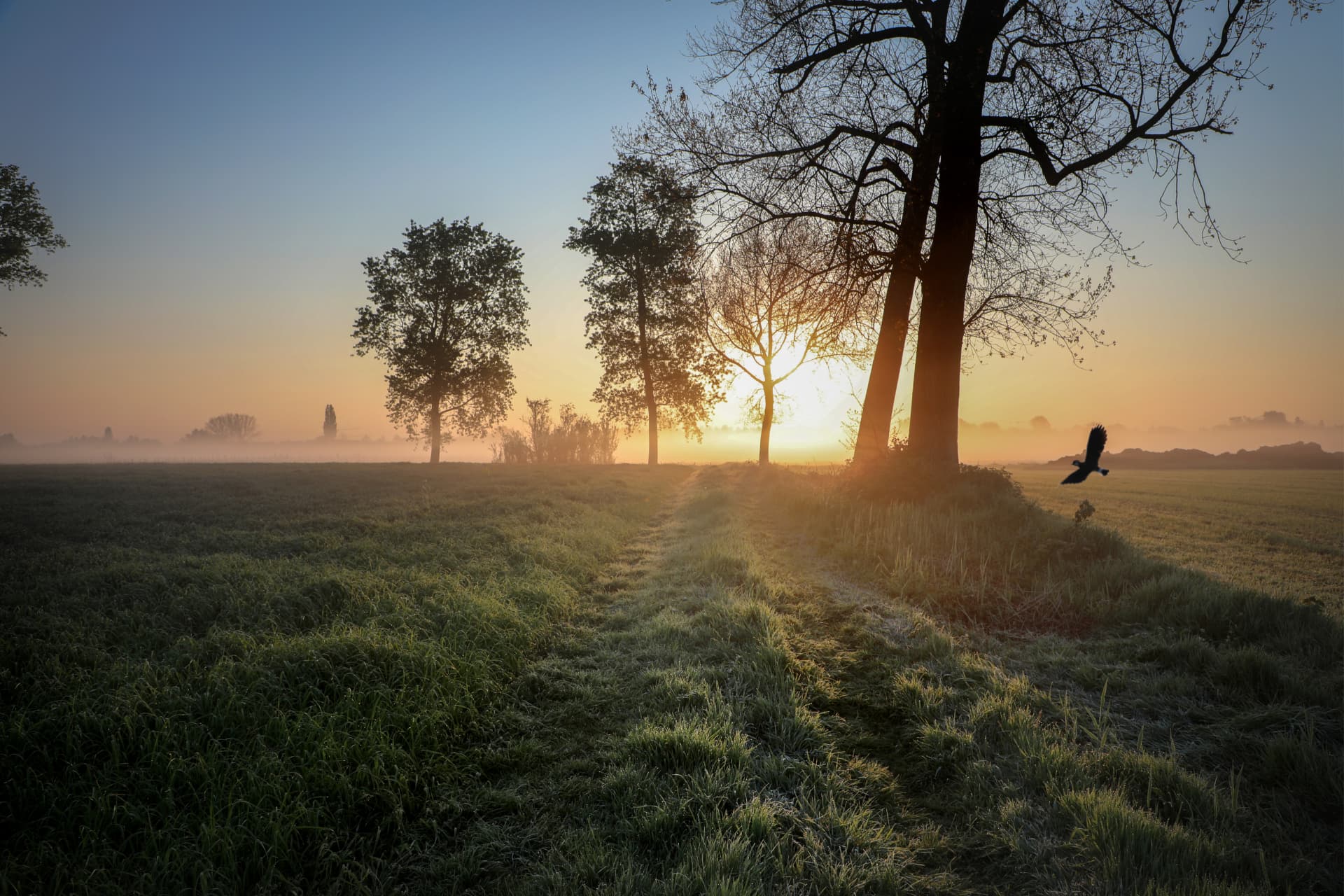 Zonsondergang achter een boomrij langs een zandpad